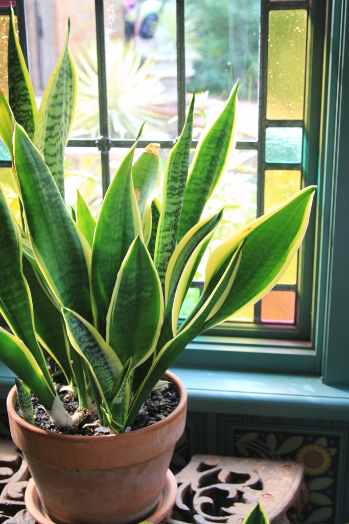 Snake plant (courtesy gardeningknowhow. Com)