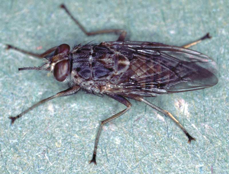 Glossina-morsitans-adult-tsetse-fly-2